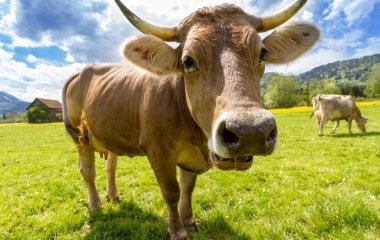 Чоловік віддав дружину коханцю за корову
