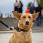 Сети насмешила реакция собаки на десерт (ВИДЕО)