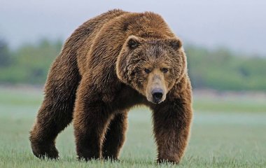 В США медведь оставил владельцев дома без стены (ФОТО)