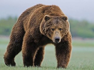 В США медведь оставил владельцев дома без стены (ФОТО)