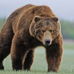 В США медведь оставил владельцев дома без стены (ФОТО)