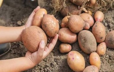 Коли найкраще копати ранню картоплю: найкращі дні в липні 2026 року