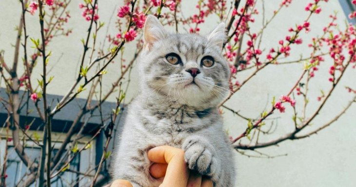 Коти перестануть ходити в туалет на грядки: допоможе один дешевий засіб