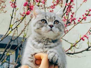 Коти перестануть ходити в туалет на грядки: допоможе один дешевий засіб