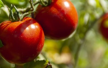Ці помідори не бояться фітофтори та не потребують щоденного догляду: три сорти для щедрого врожаю