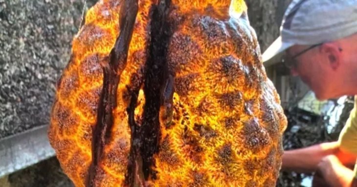 Із річки витягли химерний помаранчевий
