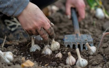 Коли садити часник та цибулю на зиму: нарешті дана правильна відповідь