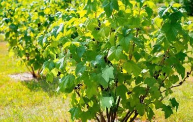Як і коли обрізати кущі смородини, щоб наступного року отримати рясний урожай великих ягід