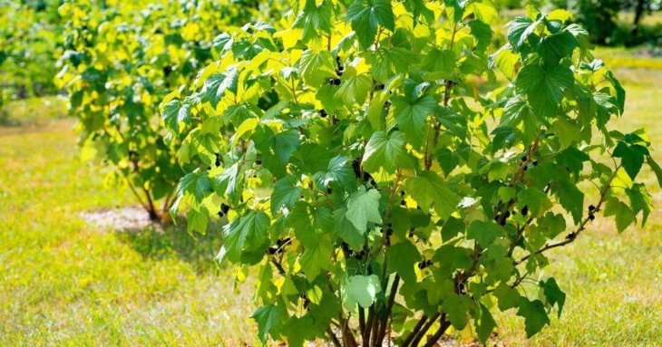 Як і коли обрізати кущі смородини, щоб наступного року отримати рясний урожай великих ягід