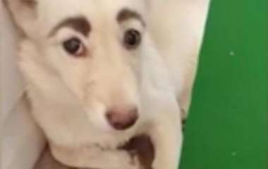Собака с выразительными «бровями» повеселила Сети (ФОТО)