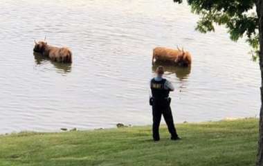 Эти забавные коровы сбежали с фермы, чтобы искупаться в озере (ФОТО)