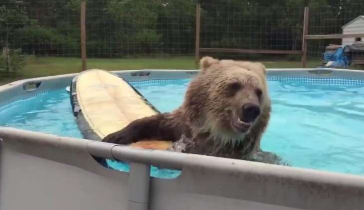 Сети покорил медведь, решивший освежиться в бассейне (ФОТО)