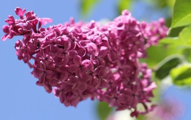 Чи можна садити бузок поряд з будинком: що про це кажуть народні прикмети і садівники