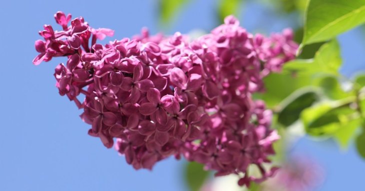 Чи можна садити бузок поряд з будинком: що про це кажуть народні прикмети і садівники