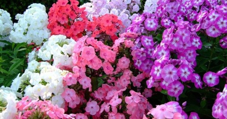Догляд за флоксами у серпні: як змусити квіти пишно цвісти до самих заморозків
