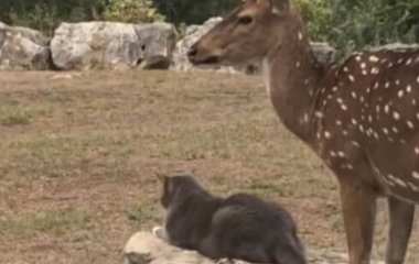 Кошка побила оленя, попытавшегося с ней подружиться (ВИДЕО)
