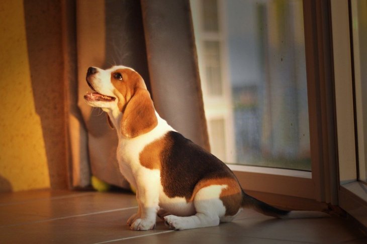 Песик, з нестерпним бажанням побачити подружку, порадував людей
