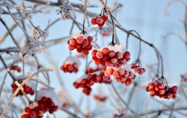 Не садіть калину біля дому: езотерики розкрили страшну правду про цю рослину