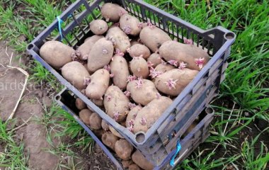 Коли та як садити картоплю під агроволокно чи плівку: садіння культури у березні
