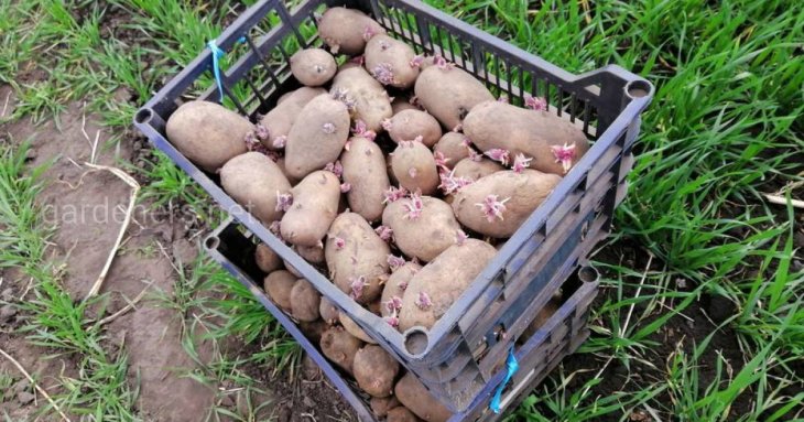Коли та як садити картоплю під агроволокно чи плівку: садіння культури у березні