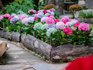 Зробіть це з гортензіями у вересні — і кущі легше переживуть сильні морози