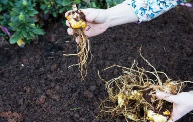 Чи викопувати лілії на зиму: поради садівників  