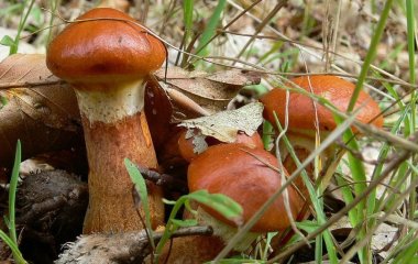 Власні маслюки — це реально: як виростити лісові гриби у своєму саду