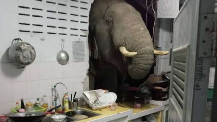 Слон вломился в дом в поисках ужина (ВИДЕО)