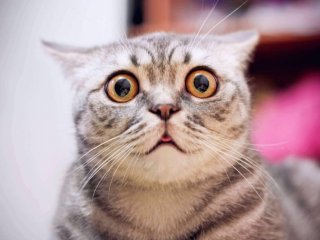 Сети повеселела реакция кота на стадо коров (ВИДЕО)