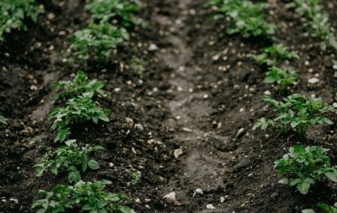 Всього п’ять цих дій і ви забудете, що таке дротяник чи бур’яни на городі: вони врятують урожай картоплі