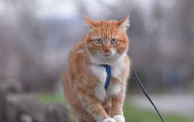 Жінка отримала величезний штраф за прогулянку кота в саду