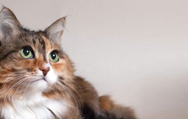 Сети насмешила любвеобильная кошка, подружившаяся с пойманной мышкой (ФОТО)