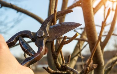 Садівники назвали кущі і дерева, які в жодному разі не можна обрізати в березні: буде біда з урожаєм