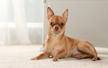 Маленькая чихуахуа стала мамой для новорожденных енотов