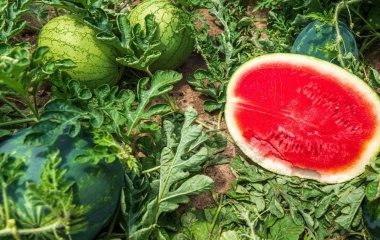 Як визначити, що кавун уже солодкий: головні ознаки, які підкажуть ідеальний час для збирання