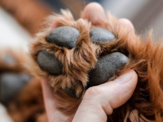 Хитра втеча собачки з вольєру розсмішила глядачів