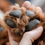 Хитрый побег собачки из вольера рассмешил зрителей