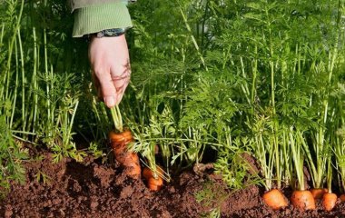 Що не можна садити поряд морквою: виросте дрібною та гіркою