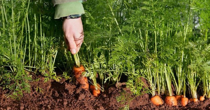 Що не можна садити поряд морквою: виросте дрібною та гіркою