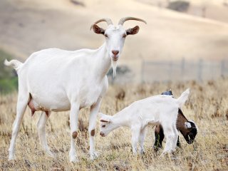 Смешная походка коз насмешила Сеть (ВИДЕО)