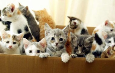 Що означають кольори шерсті котів на думку езотериків, як вони впливають на людину