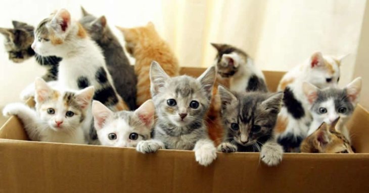 Що означають кольори шерсті котів на думку езотериків, як вони впливають на людину