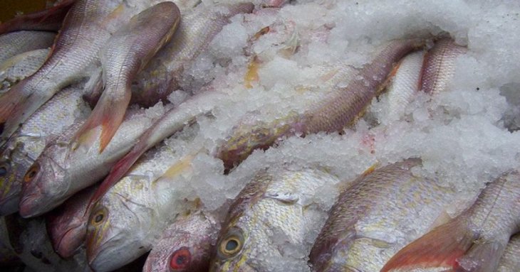 Як швидко розморозити рибу — і не перетворити її на кашу