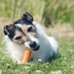 Сеть покорила собака, которая обожает лакомиться морковью