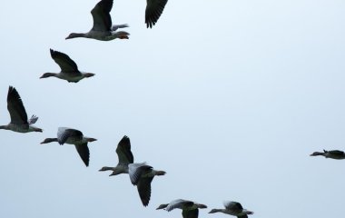 Де зимують перелітні птахи України і як вони повертаються додому: про це знають не всі