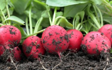 200 г на 8 л води — і редиска виросте великою й солодкою: полийте цим грядку після появи сходів