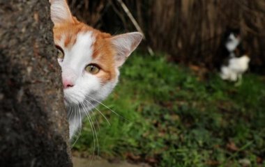 Тест на уважність: знайдіть на малюнку кота