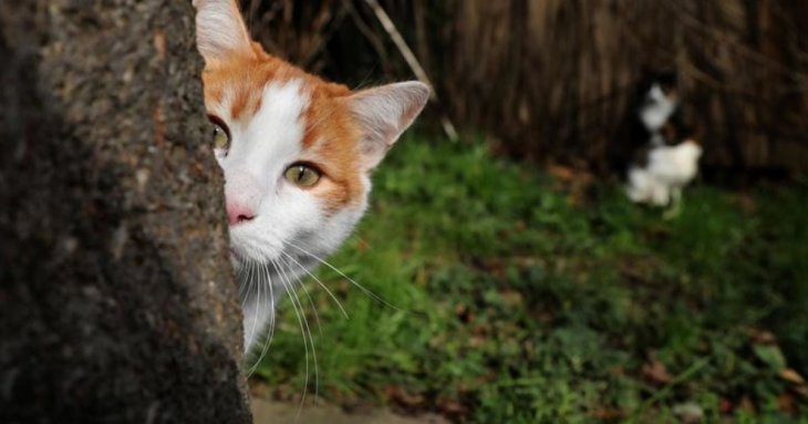 Тест на уважність: знайдіть на малюнку кота
