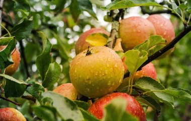 Чому гниють яблука прямо на гілках і як з цим боротись
