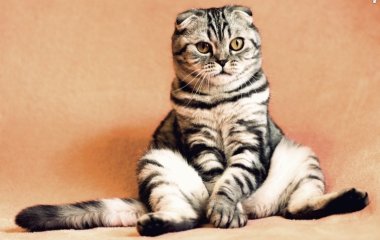 Коты стали звездами Сети, ограбив холодильник (ВИДЕО)